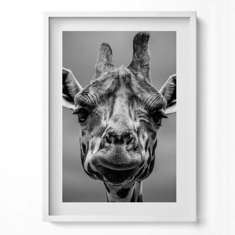 Függőleges kép keretben Giraffe portré fekete-fehérben