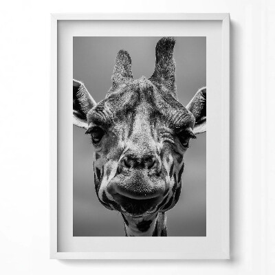 Függőleges kép keretben Giraffe portré fekete-fehérben