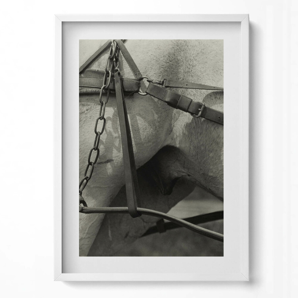 Függőleges kép keretben Ló és hám részlete