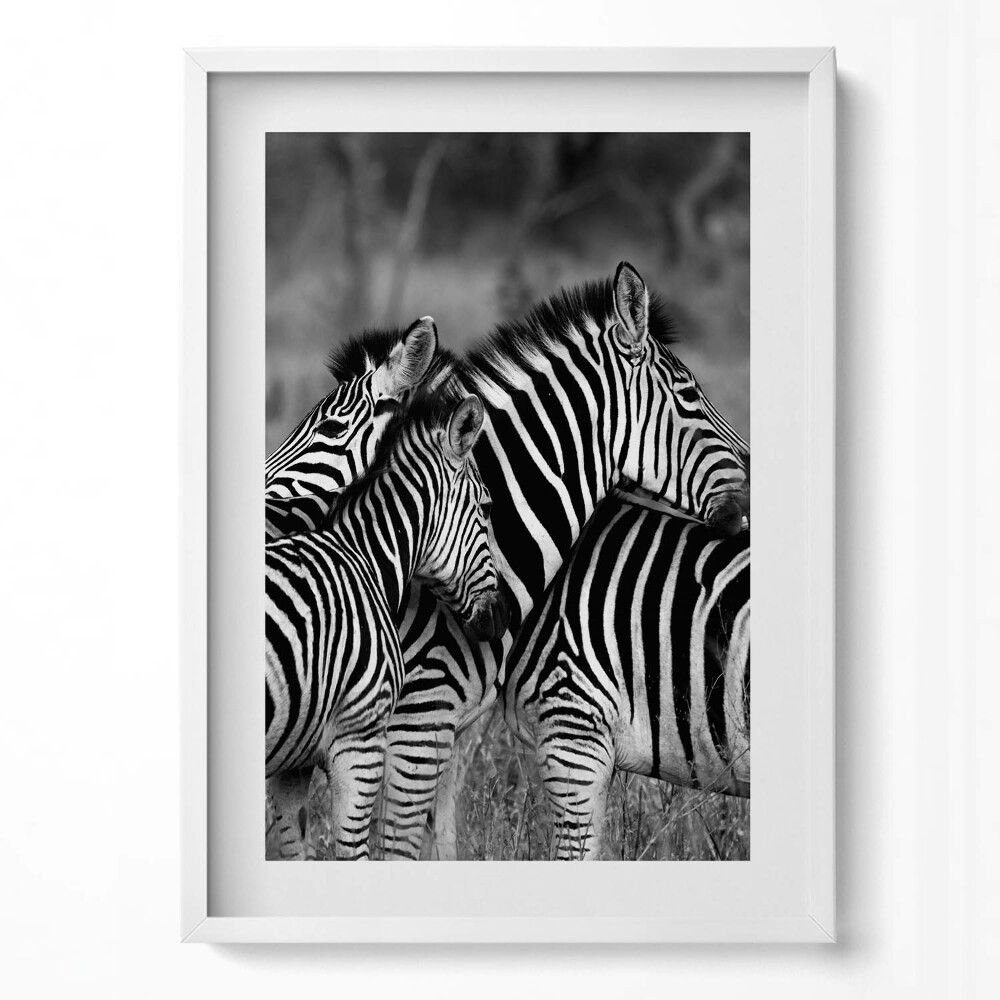 Függőleges kép keretben Zebrák fekete-fehér csíkokkal