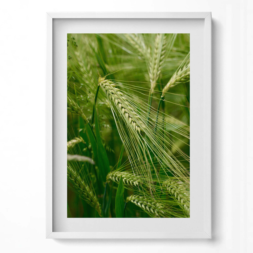 Függőleges kép keretben Zöld búzafélék mezője