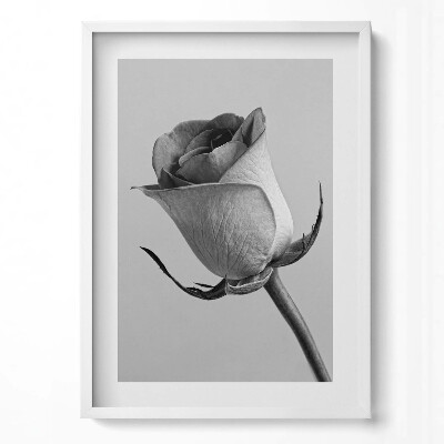 Függőleges kép keretben Fekete-fehér rózsa