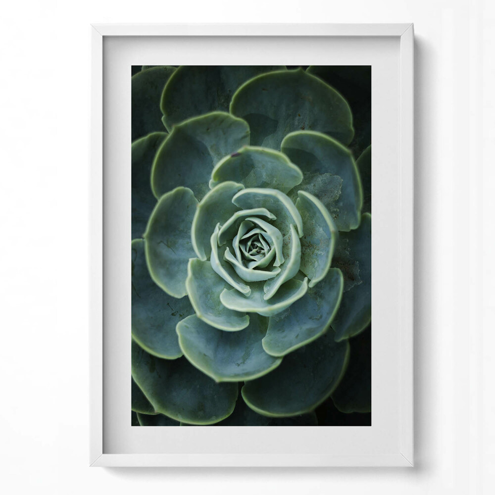 Függőleges kép keretben Zöld szukkulens virág