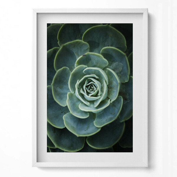 Függőleges kép keretben Zöld szukkulens virág