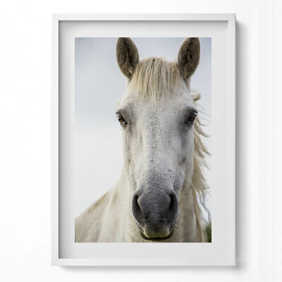 Függőleges kép keretben Fehér ló portréja
