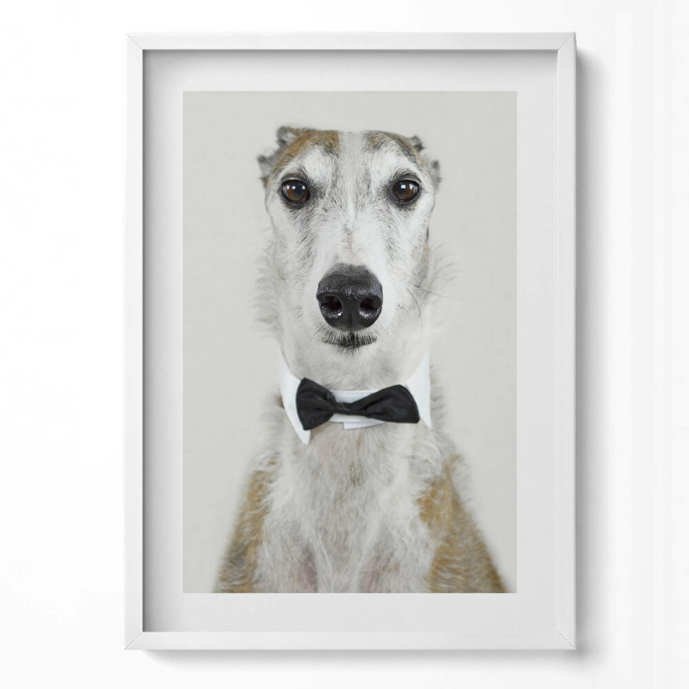 Függőleges kép keretben Elegáns kutya fekete nyakkendőben