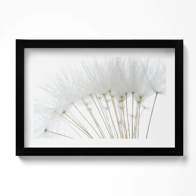 Keretezett kép Fehér pitypang