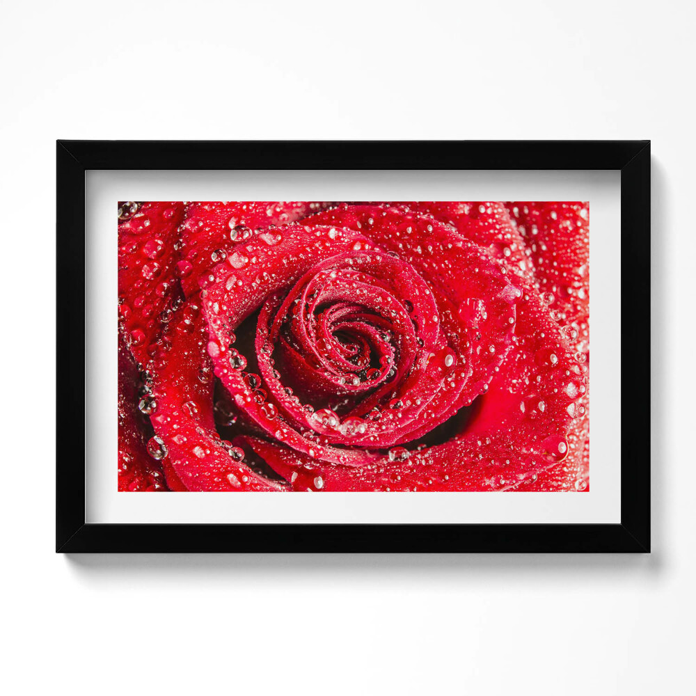 Keretezett kép Rózsa a vörös rózsa szirmain
