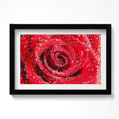 Keretezett kép Rózsa a vörös rózsa szirmain