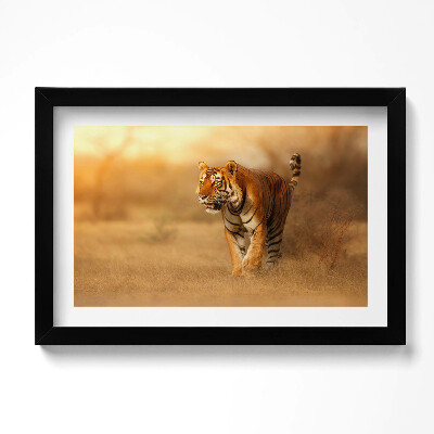 Keretezett kép Vad tigris a vadászaton