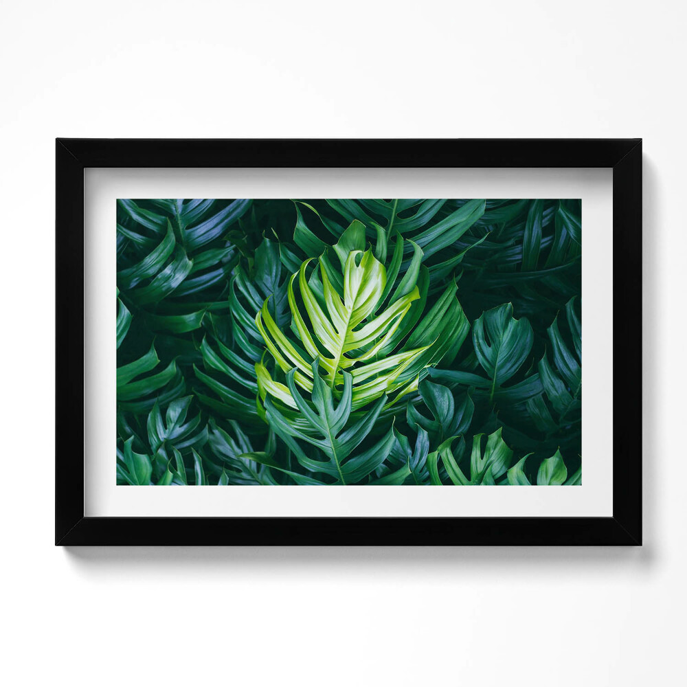 Kép keretben Trópusi természet - Monstera levelek