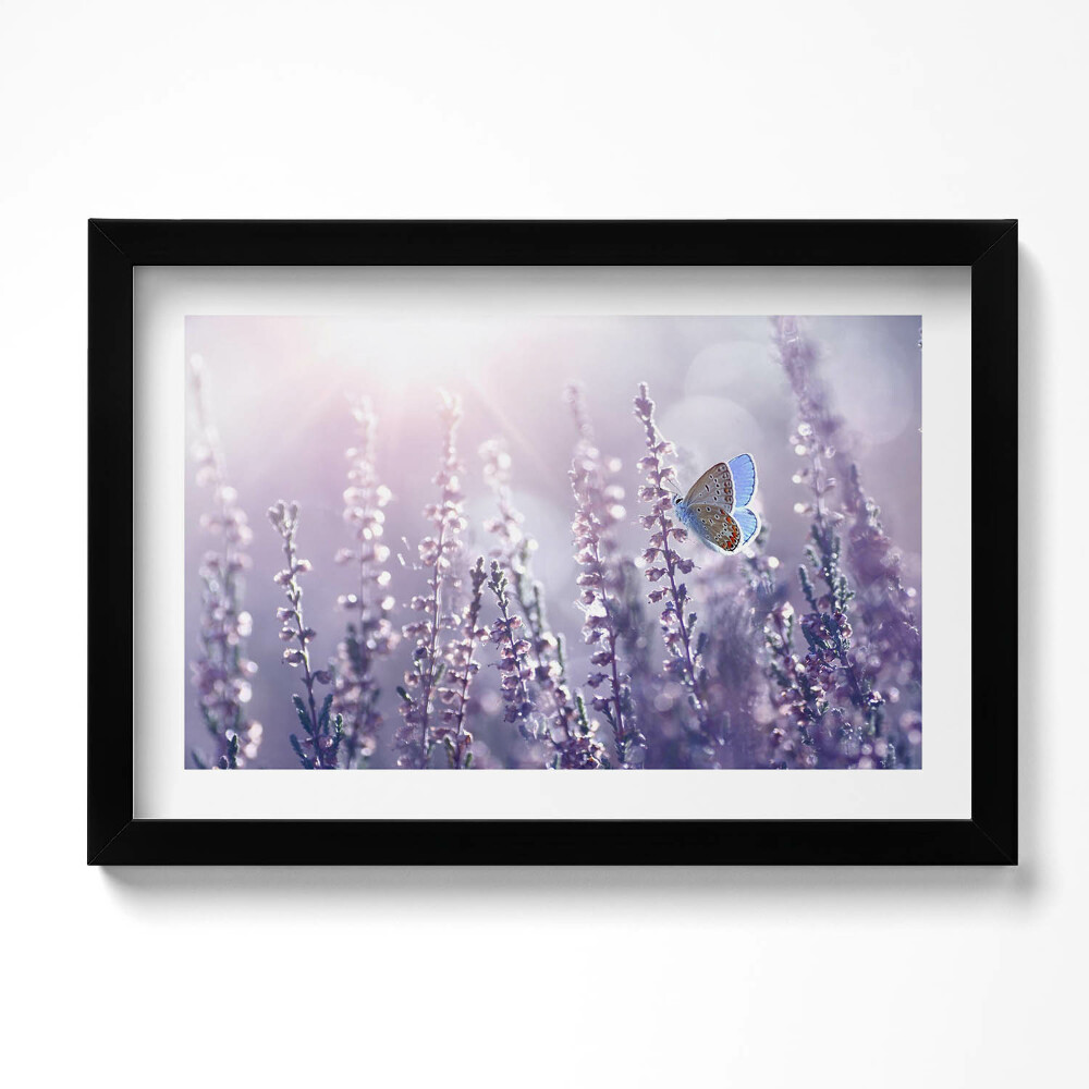 Kép keretben Pillangó a mezei virágokon