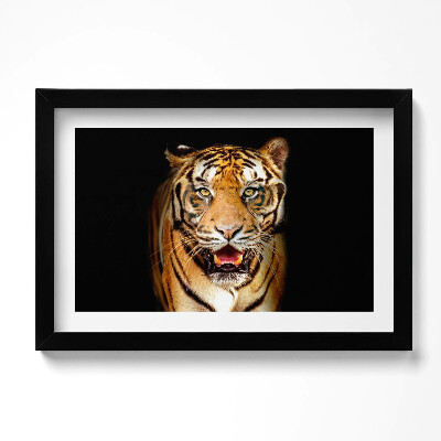 Kép keretben Kifejező vadmacska tigris