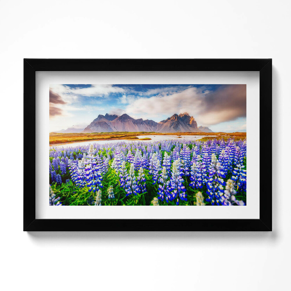 Kép keretben Varázslatos csillagfürtvirágok