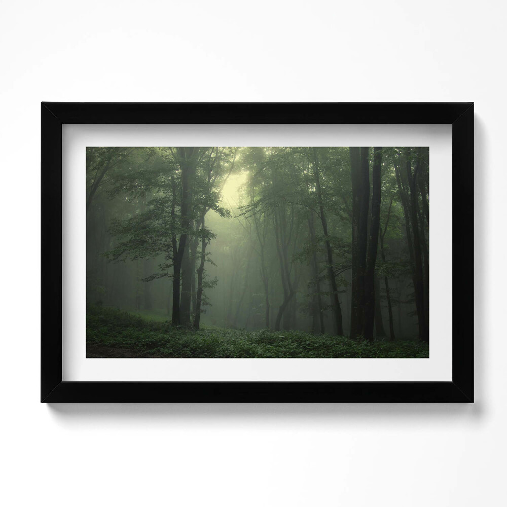 Kép keretben Ködös erdő reggel