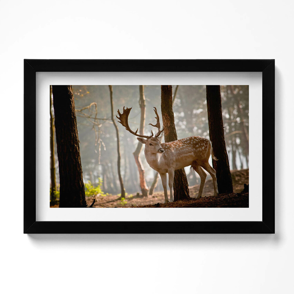 Kép keretben Szarvasok napfelkeltekor