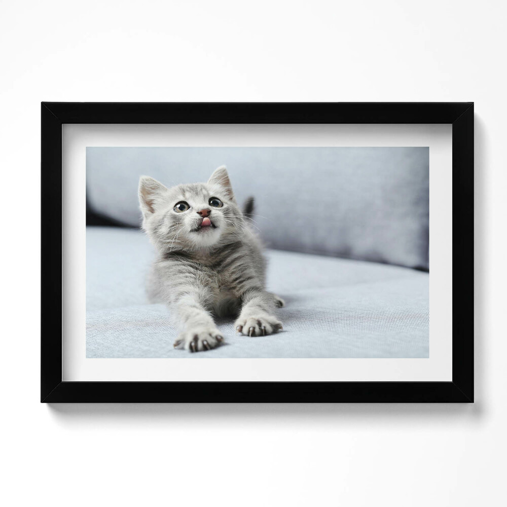 Keretezett kép Aranyos kismacska a kanapén