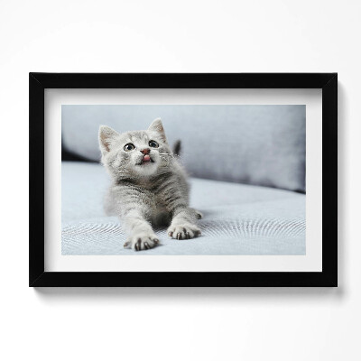 Keretezett kép Aranyos kismacska a kanapén