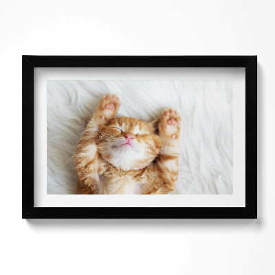 Keretezett kép Kis alvó macska