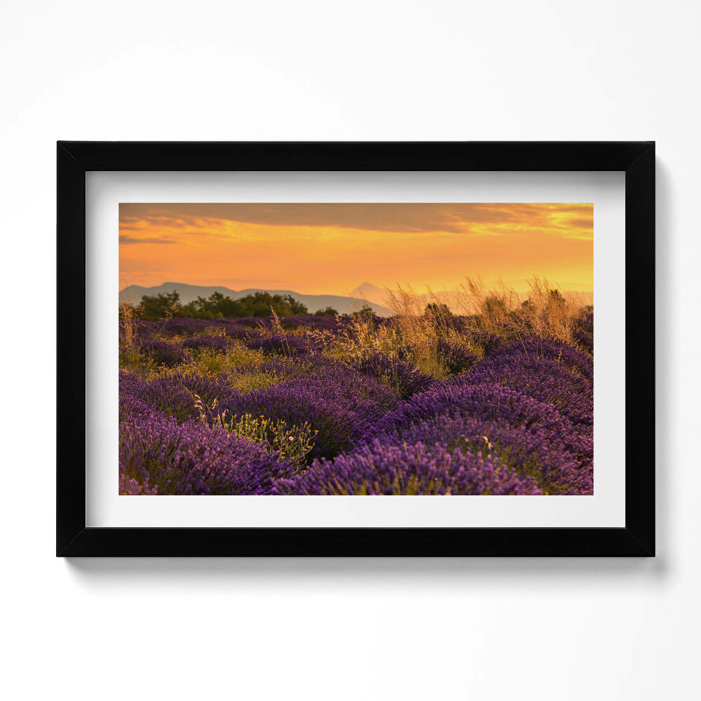 Kép keretben Levendula rét Provence Franciaország