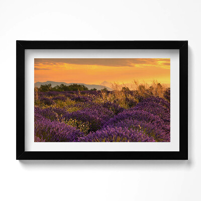 Kép keretben Levendula rét Provence Franciaország