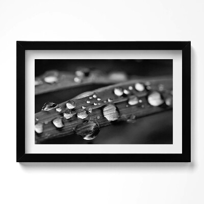 Kép keretben Rózsa levél Fekete-fehér