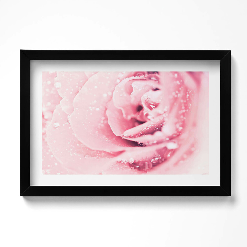 Keretezett kép Harmatcseppek és rózsavirág