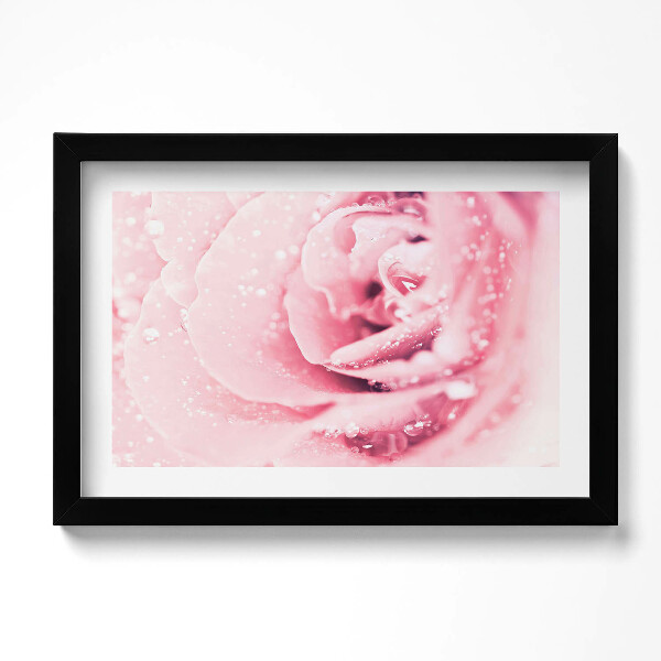 Keretezett kép Harmatcseppek és rózsavirág
