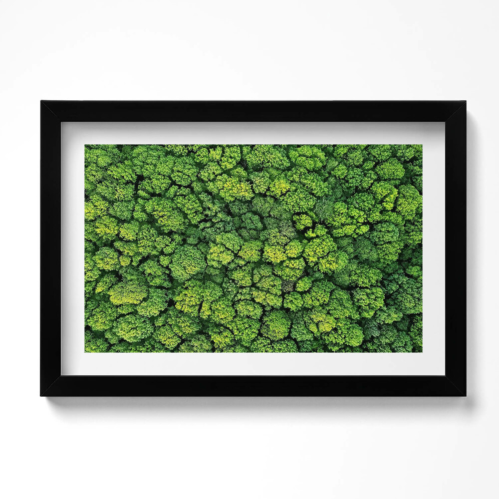 Keretezett kép Természet moha növények