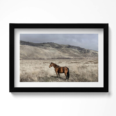 Keretezett kép Lovacska füvek között