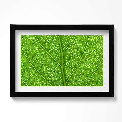 Kép keretben Vénák zöld levél