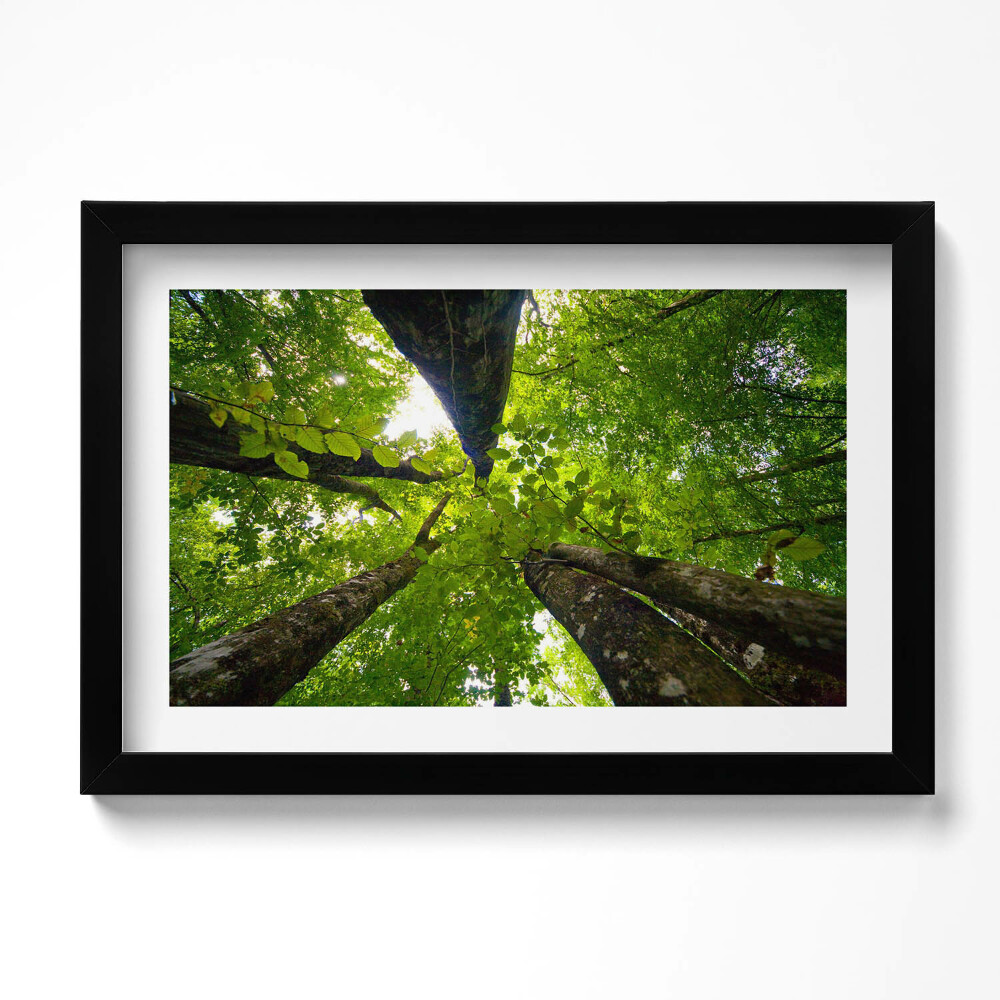 Kép keretben Zöld lombú fák