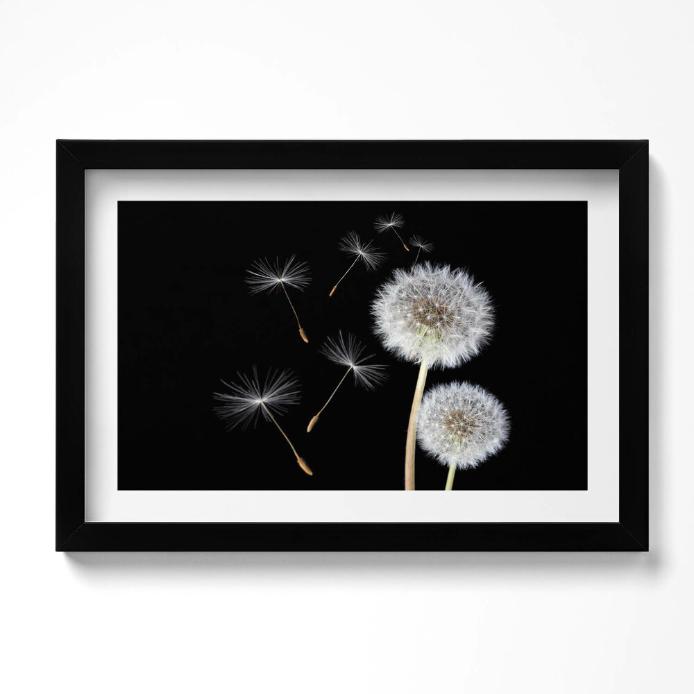 Kép keretben Két pitypang