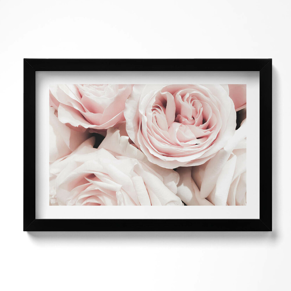 Keretezett kép Halvány rózsaszín virágok finom rózsák