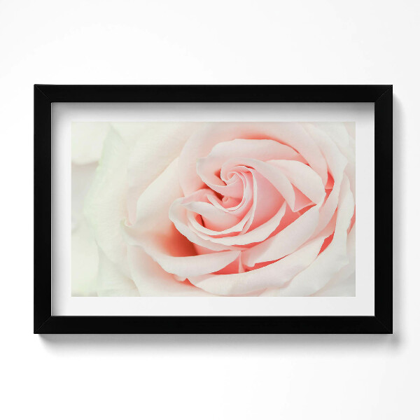 Keretezett kép Close-up of rose petals