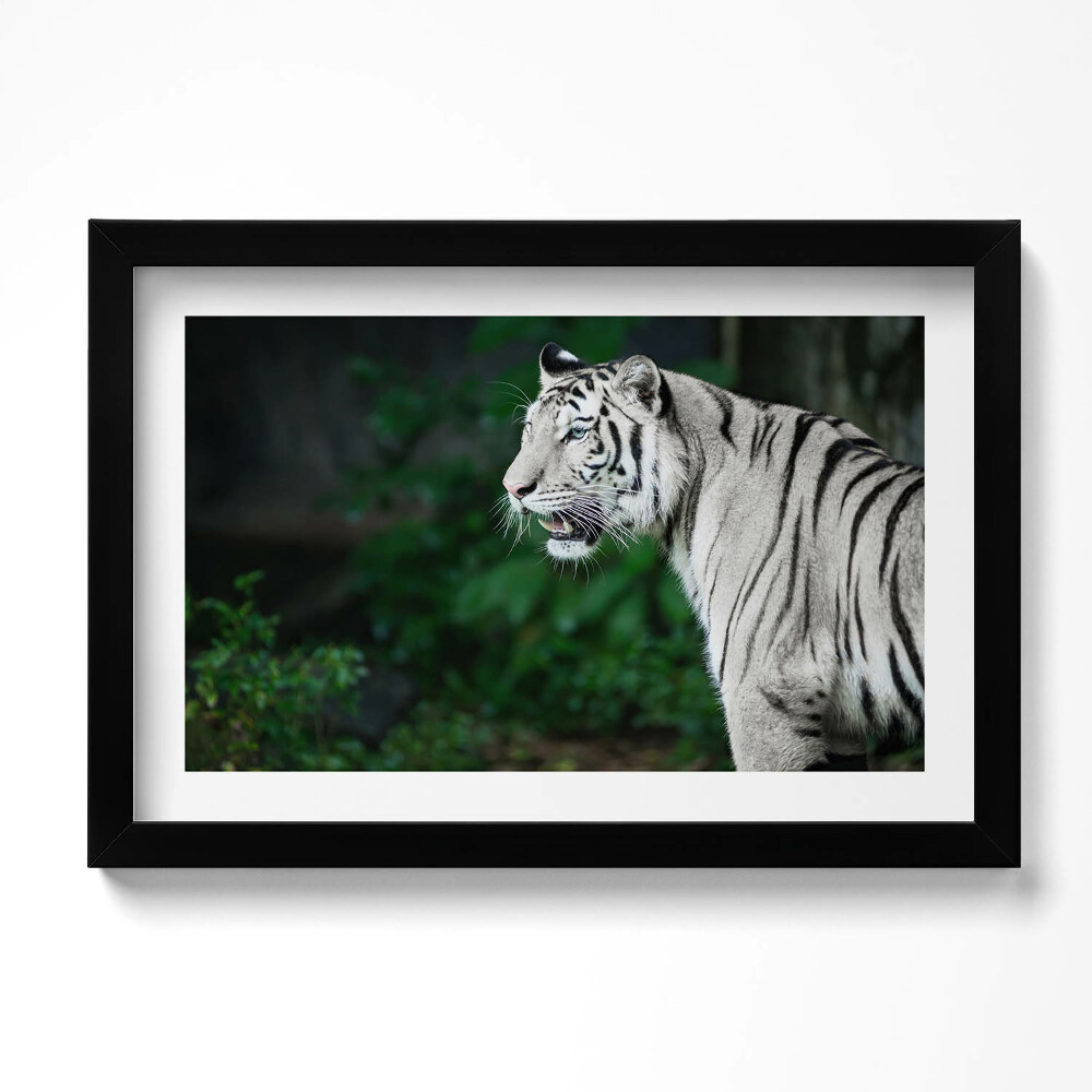 Keretezett kép Fehér tigris a dzsungelben