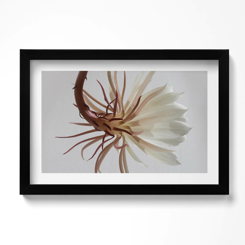 Kép keretben Finom boho növény