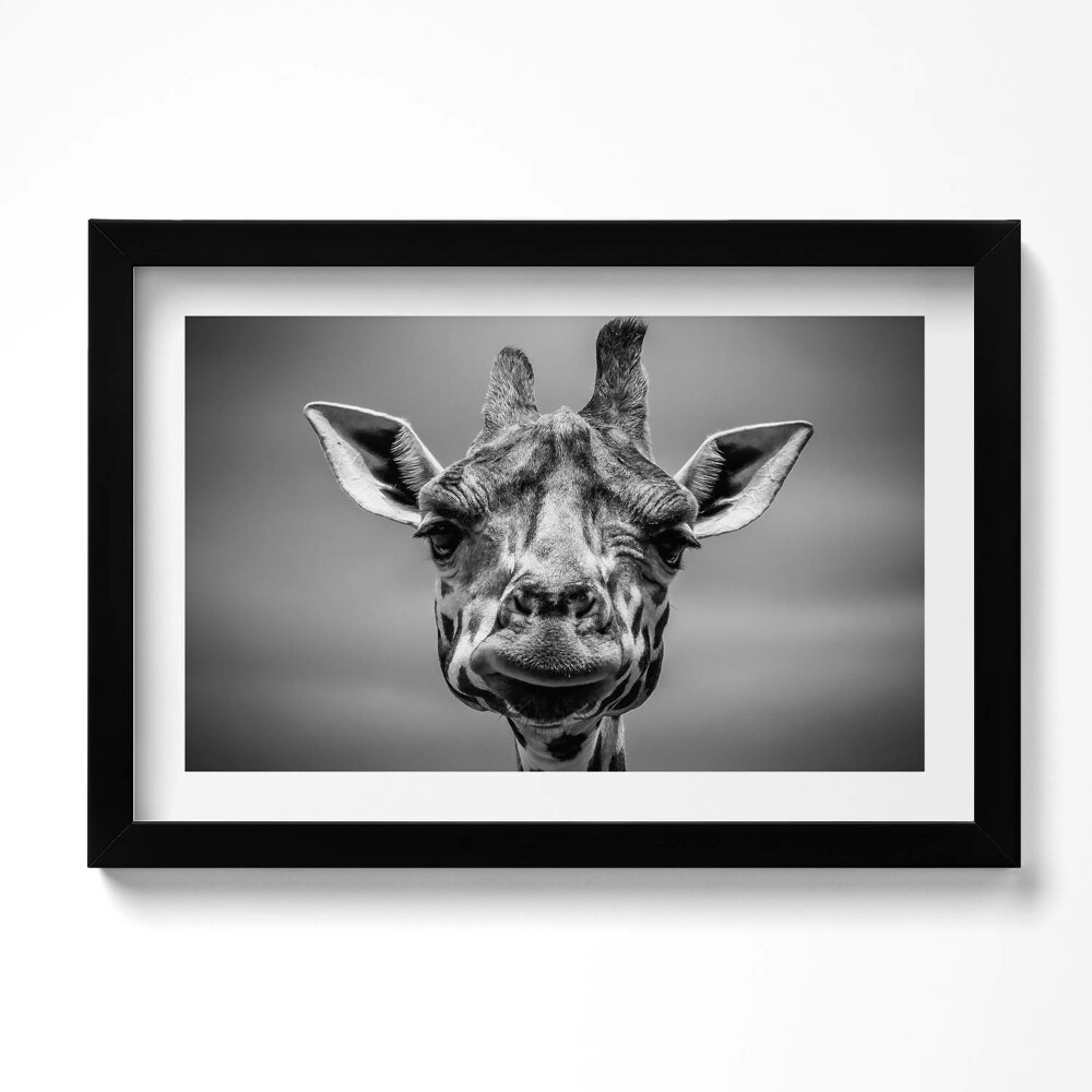 Kép keretben Fekete- és fehér zsiráffej