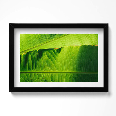 Keretezett kép Zöld banánlevelek a napfényben