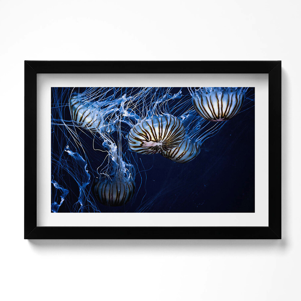 Keretezett kép Kék medúza a vízben