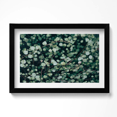 Kép keretben Csüngő levelű növények