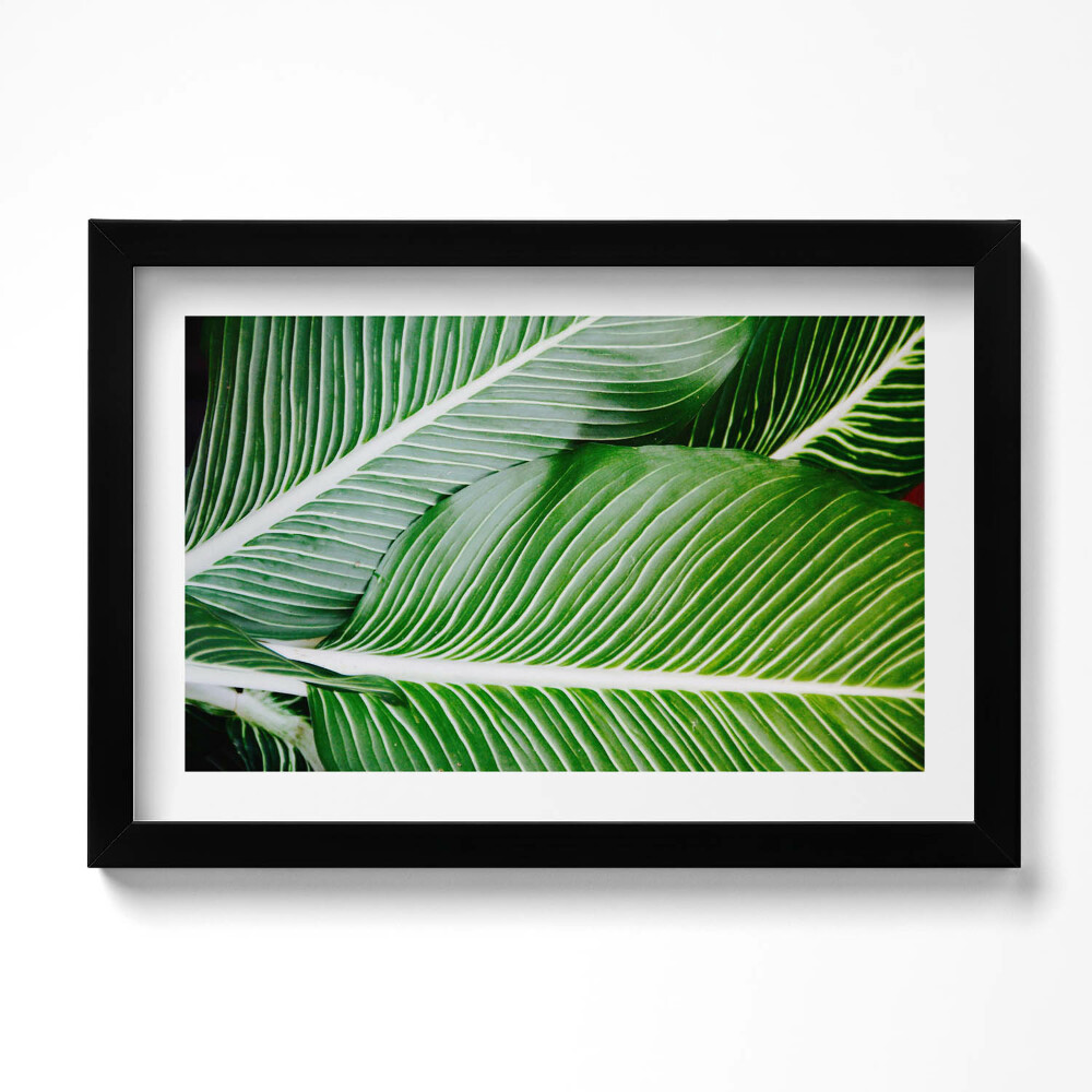 Kép keretben Egzotikus zöld levelek