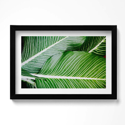Kép keretben Egzotikus zöld levelek