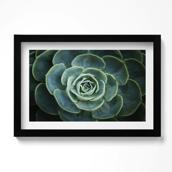 Kép keretben Zöld zamatos növény