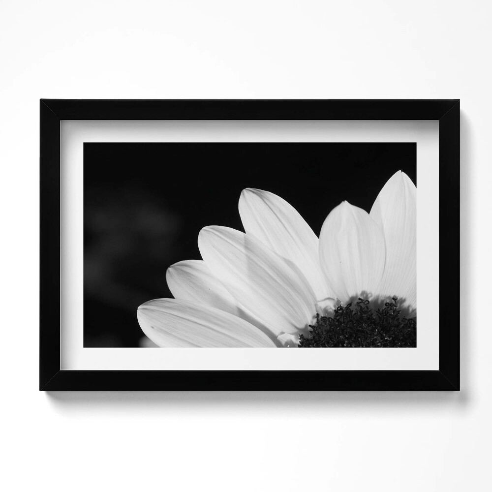 Kép keretben Százszorszép szirmok fekete-fehérben