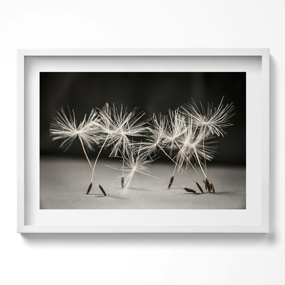 Kép keretben Pillecukor virágok közelről