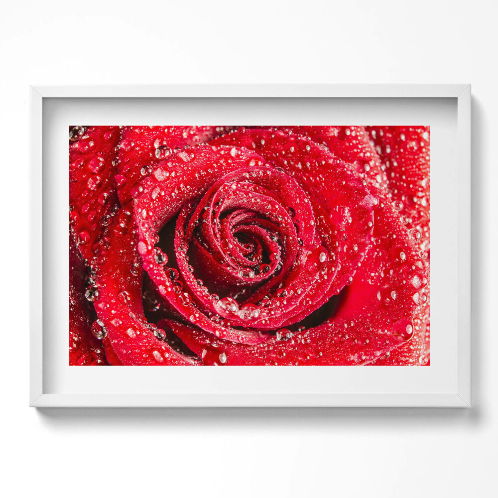 Kép keretben Vörös rózsa cseppekkel