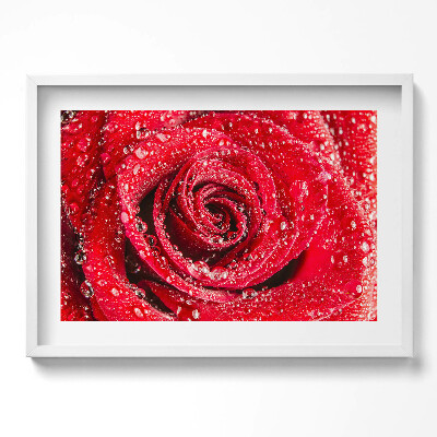 Kép keretben Vörös rózsa cseppekkel
