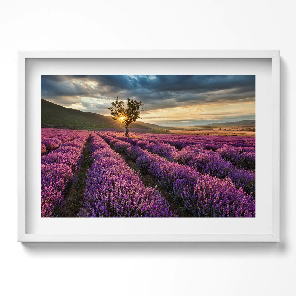 Kép keretben Levendulamező naplementében