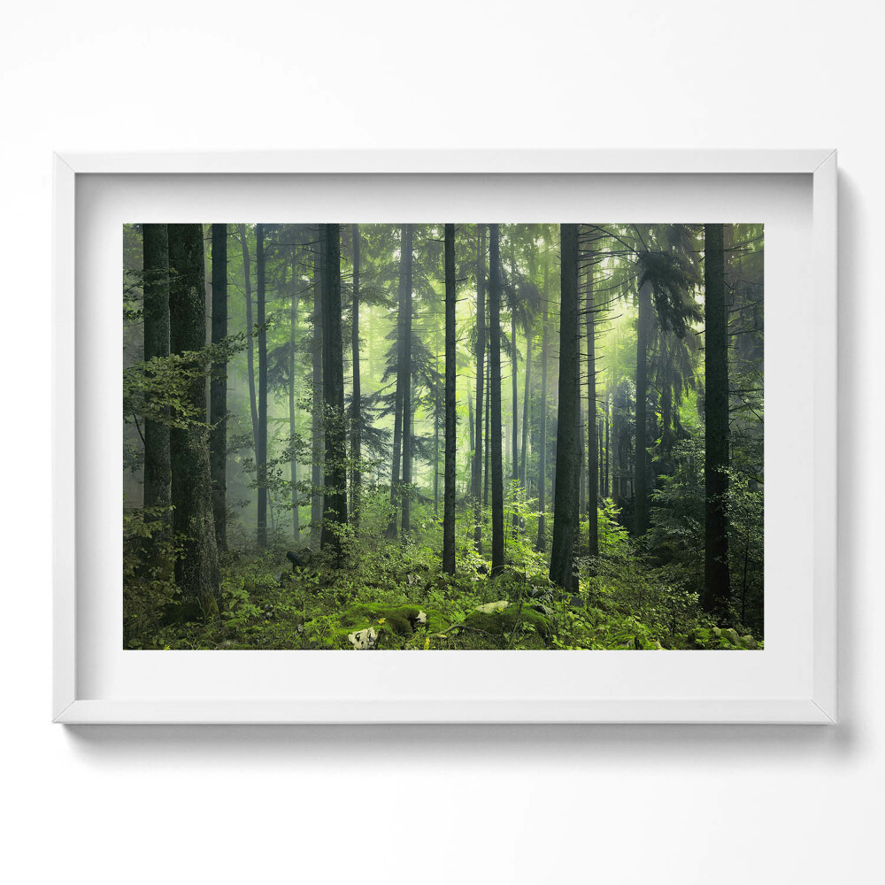 Kép keretben Zöld erdő ködben